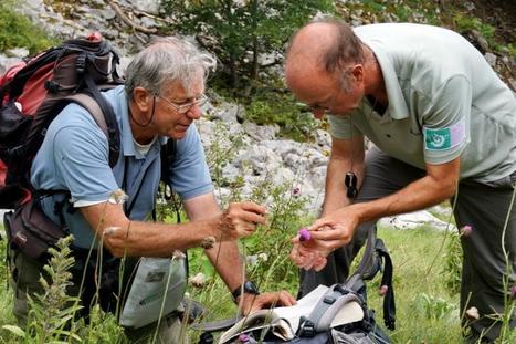 A la d&eacute;couverte de la biodiversit&eacute; de Bazus-Aure le 24 juin 2017 - Parc national des Pyr&eacute;n&eacute;es | Vall&eacute;es d'Aure & Louron - Pyr&eacute;n&eacute;es | Scoop.it