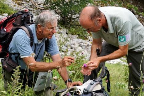 A la découverte de la biodiversité de Bazus-Aure le 24 juin 2017 - Parc national des Pyrénées | Vallées d'Aure & Louron - Pyrénées | Scoop.it
