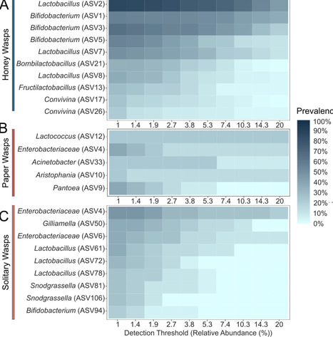 Honey wasps differ from other wasps in possessing large gut communities dominated by host-restricted bacteria | mBio | RMH | Scoop.it
