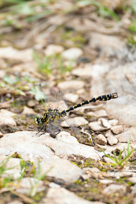 Retour sur le Webinaire spécial Libellules : découverte et identification des odonates de Bourgogne-Franche-Comté | Insect Archive | Scoop.it