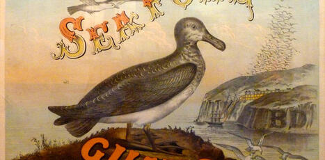 Bird droppings were a foundation of modern agriculture and American empire | by&nbsp;Edward D. Melillo, William R. Kenan, Jr. Professor of History and Environmental Studies, Amherst College | TheConvers... | @The Convergence of ICT, the Environment, Climate Change, EV and HEV Transportation & Distributed Renewable Energy | Scoop.it