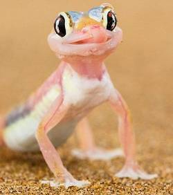 Le gecko du désert boit la rosée matinale déposée… sur ses yeux | Les déserts dans le monde | Scoop.it