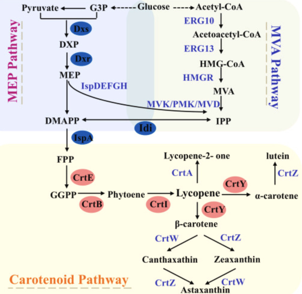 Metabolic engineering of endogenous MEP pathway...