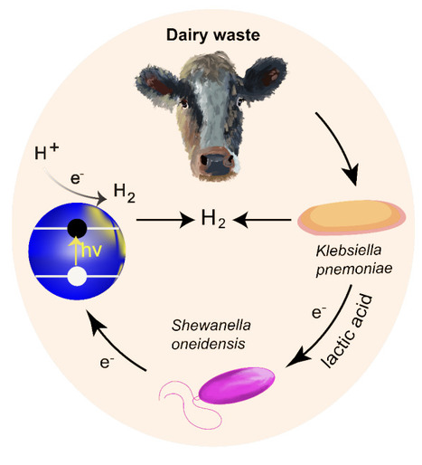 Transforming dairy waste into hydrogen fuel using alginate-encapsulated bacterial co-cultures | brvbe | RMH | Scoop.it
