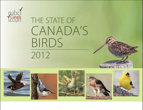 First-Ever “State of Canada's Birds” Report Released : The Birds Nest | World Science Environment Nature News | Scoop.it