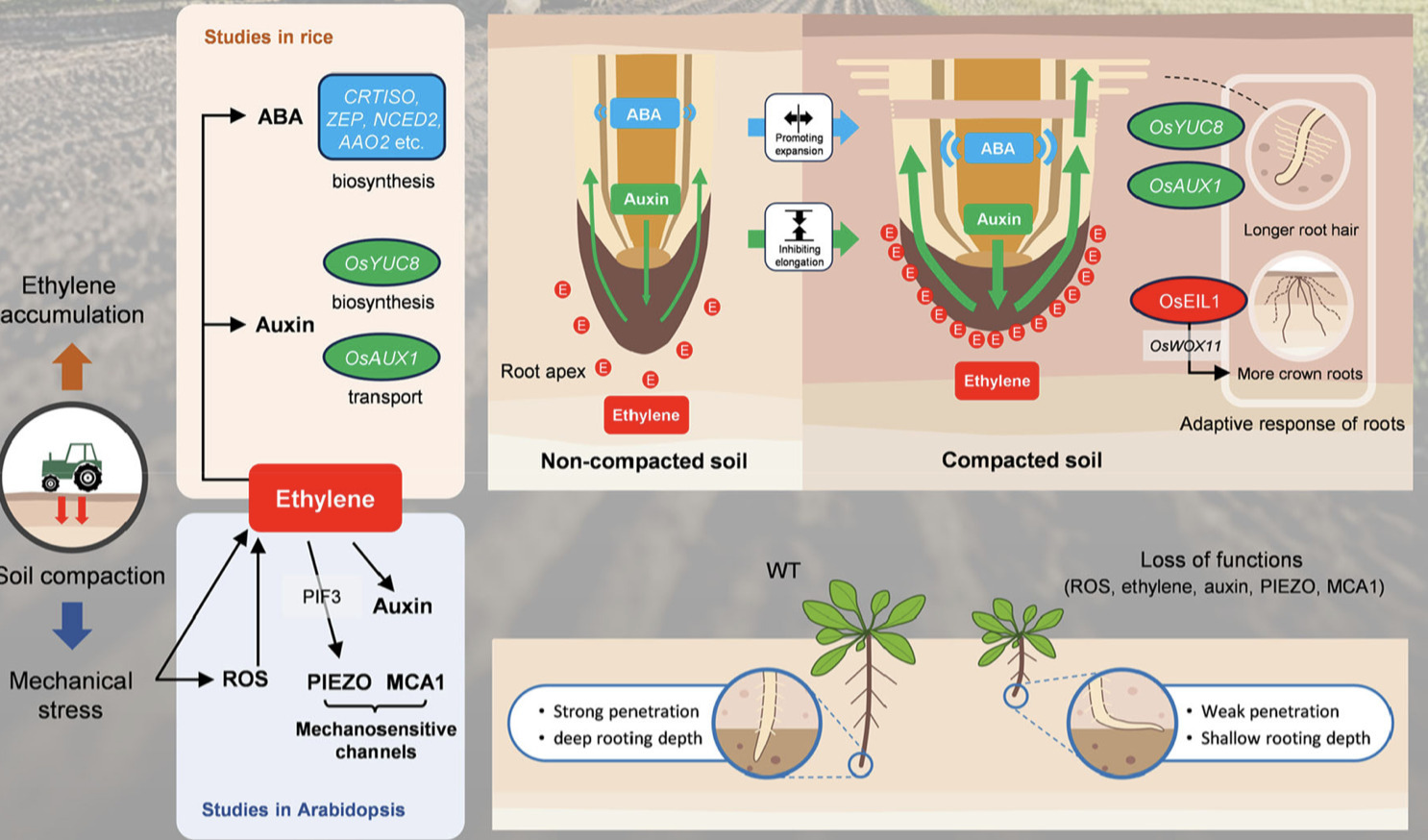 Optimizing Root Phenotypes for Compacted Soils:...