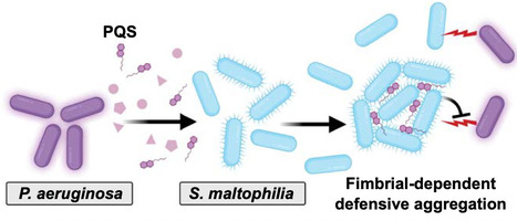 A quorum-sensing molecule from Pseudomonas aeruginosa induces defensive multicellularity in a coinfecting pathogen | pnas | RMH | Scoop.it
