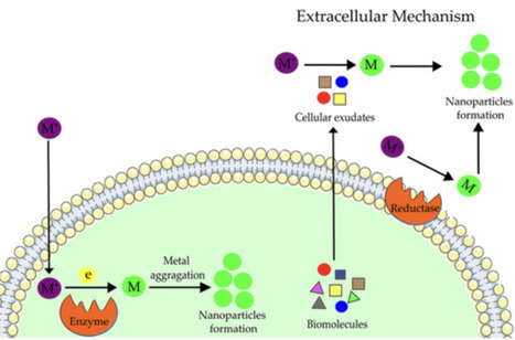 Antimicrobial and Cytotoxic Activities of Biogenic Nanoparticles Produced by Cyanobacteria | cbc | RMH | Scoop.it