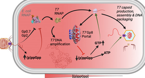 Phage portal proteins counteract stringent-response&ndash;mediated restriction | Ncm | RMH | Scoop.it