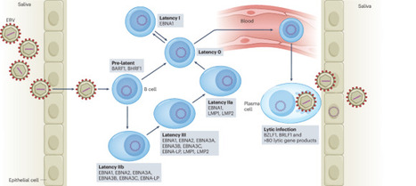 Epstein–Barr virus pathogenesis and emerging control strategies | Nature Reviews Microbiology | Immunology | Scoop.it