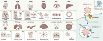 Receptors for SARS-CoV-2 Present in Wide Variety of Human Cells | Mucosal Immunity | Scoop.it