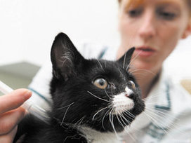 Feline diabetes: How to recognize and manage this common disease in cats | Consumer Digital Health | Scoop.it