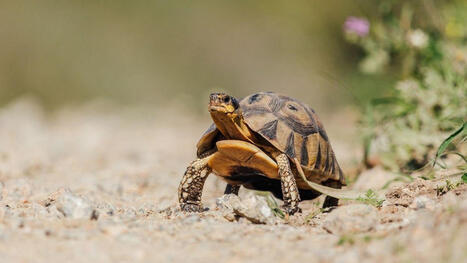 Cette immense ferme solaire au milieu du d&eacute;sert est envahie par les tortues... mais pourquoi au juste? | Biodiversit&eacute; - @ZEHUB on Twitter | Scoop.it