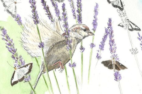 Des piafs contre la pyrale | Les oiseaux au gré du vent | Scoop.it