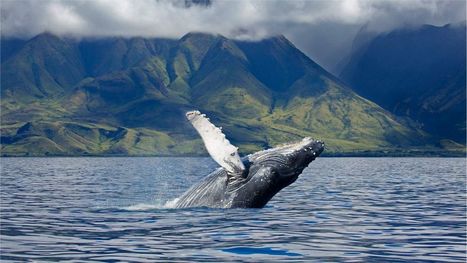 Cette étude alerte sur les baleines à bosse percutées par les navires dans le détroit de Magellan | Biodiversité | Scoop.it