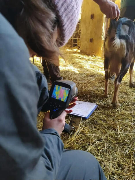 De longs efforts pour déclencher une lactation sans mise bas | SCIENCES DE L' ANIMAL | Scoop.it