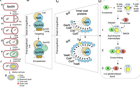 Hierarchical cross-linking of a bacterial spore coat Hub protein | brvm | RMH | Scoop.it