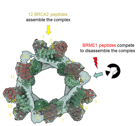 The large ring-shaped BRCA2-HSF2BP complex is disassembled by BRME1, thus promoting Homologous Recombination: a cryo-EM study. | I2BC Paris-Saclay | Scoop.it