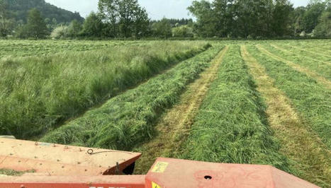 Comment a pouss&eacute; l'herbe en France au 20 mai 2023 ? | Actualit&eacute;s de l'&eacute;levage | Scoop.it