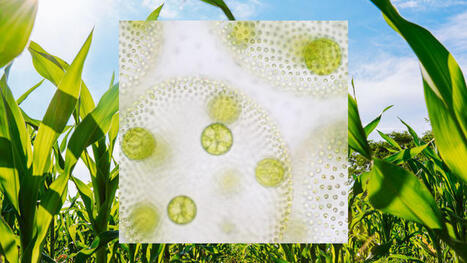 How engineered microbes could help feed the world&rsquo;s crops | Science & Technology Report - Changing Our World | Scoop.it