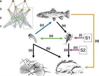 [INP-Recherche] The Importance of Ecological Networks in Multiple-Stressor Research and Management | InMédias | Scoop.it