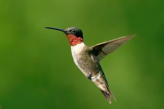 Climat : trop chaud pour les colibris ?