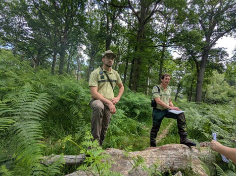 Le saviez-vous ? 15 % de la forêt de Rambouillet sont sanctuarisés pour la biodiversité | Paysage - Agriculture | Scoop.it