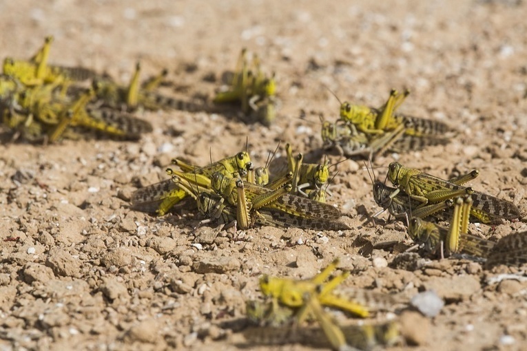 Speak of the bible: locust swarms imminent in E...