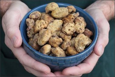 Acqualagna: Magical land of the truffle | Good Things From Italy - Le Cose Buone d'Italia | Scoop.it