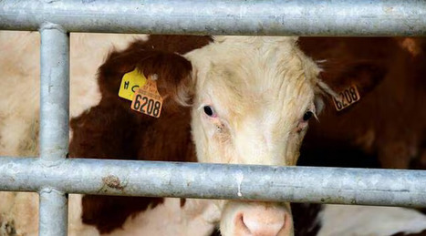 Dermatose bovine : la Confédération paysanne appelle à la « mobilisation » contre les abattages | SCIENCES DE L' ANIMAL | Scoop.it