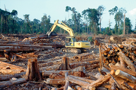 Carbon Pricing Can Help Save Forests––and the Climate––Analysis Says | Timberland Investment | Scoop.it