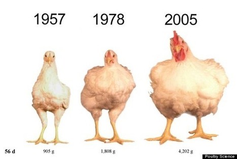 Chickens Really Don't Look Like They Used To | Vintage Living Today For A Future Tomorrow | Scoop.it