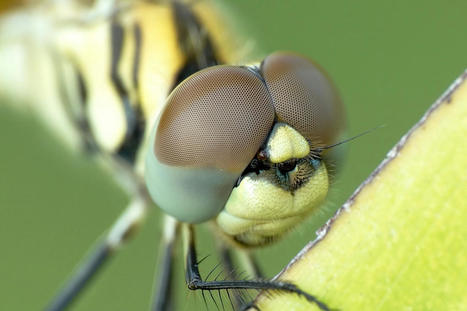 Climat : pour survivre, les libellules devront séduire autrement | Histoires Naturelles | Scoop.it