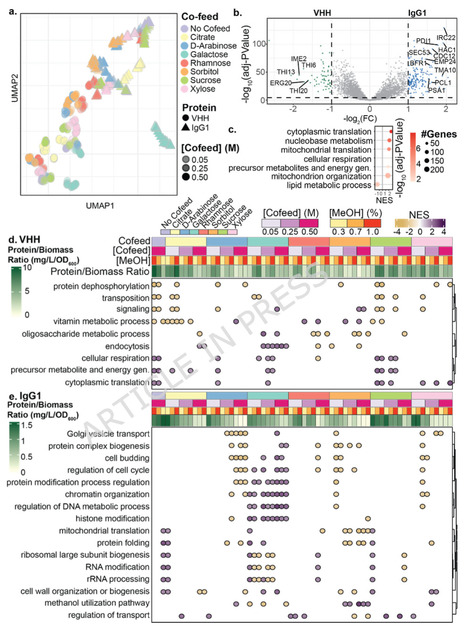 Systematic perturbation of cultures of K. phaffii by carbon co-feeding show gene signatures associated with production of recombinant proteins | Mcf | RMH | Scoop.it