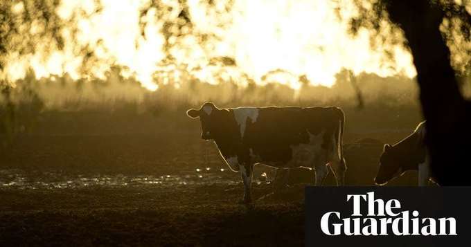 Meat and fish multinationals 'jeopardising Paris climate goals' | Environment | The Guardian