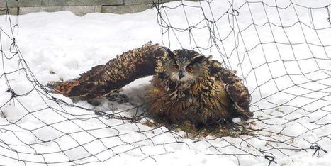 Parc des Écrins - Sauvetage d'un Grand duc | Biodiversité | Scoop.it