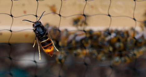Environnement. &laquo;&nbsp;Il attaque tous les insectes&nbsp;&raquo;&nbsp;: pourquoi le frelon asiatique est un pr&eacute;dateur tenace | Biodiversit&eacute; - @ZEHUB on Twitter | Scoop.it