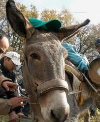 Nel Cilento a dorso di mulo | www.greenplanet.net | EcoTurismo e Mobilità Sostenibile | Scoop.it