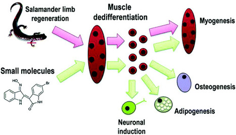 Small Molecules That Recapitulate the Early Steps of Urodele Amphibian Limb Regeneration and Confer Multipotency | Natural Products Chemistry Breaking News | Scoop.it