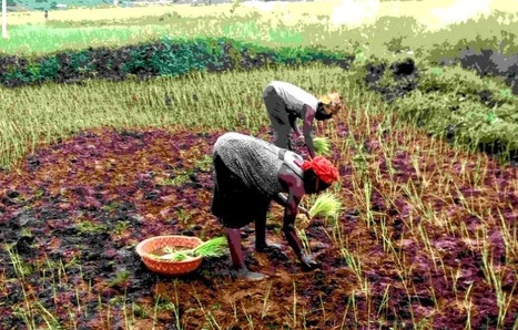 LIBERIA: CHAP farmers make progress during COVID-19 crisis; see similarities between health precautions and SRI prinicples! | SRI Global News ++ March - May 2025    System of Rice Intensification (SRI) | Scoop.it