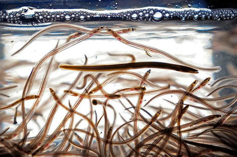 Five people from Maine arrested in Nova Scotia for illegally fishing baby eels | Soggy Science | Scoop.it