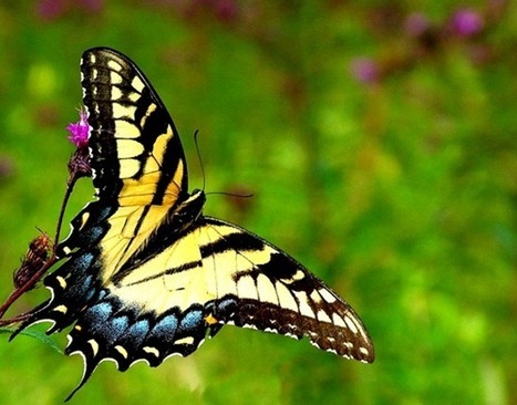 20 Beautiful Photographs Of Butterflies | Everything Photographic | Scoop.it