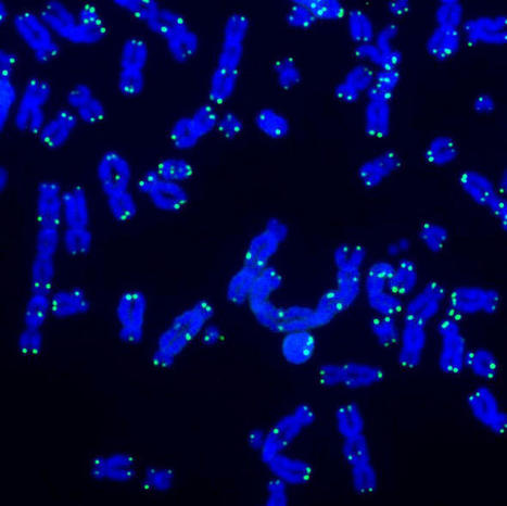Telomeres, mitochondria, and inflammation oh my! Three hallmarks of aging work together to prevent cancer | LongevityBluePrintRx | Scoop.it