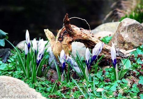 Frühlingsblumen | kostenlose-Bilder | Scoop.it