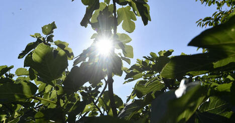 Météo. Pic de chaleur ce vendredi : où va-t-il faire le plus chaud ? | Planète DDurable | Scoop.it