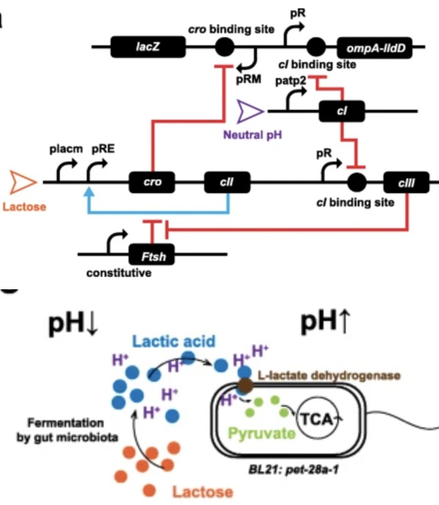 An engineered genetic circuit for lactose intol...