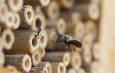 DES MAISONNETTES EN BOIS POUR PROTÉGER LES ABEILLES ET LA BIODIVERSITÉ | Histoires Naturelles | Scoop.it