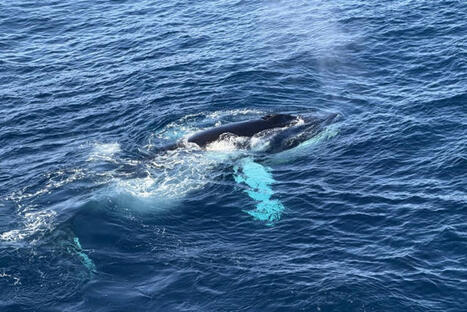 Astonishing whale feeding frenzy seen off the eastern coast of Greenland | Science & Technology Report - Changing Our World | Scoop.it