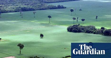 US-China soy trade war could destroy 13 million hectares of rainforest | Environment | The Guardian | RAINFOREST EXPLORER | Scoop.it
