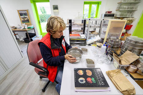 Biodiversité : le conservatoire botanique de Bailleul, dans les Hauts-de-France, veille sur 44 millions de semences | Biodiversité, Écologie et Environnement | Scoop.it